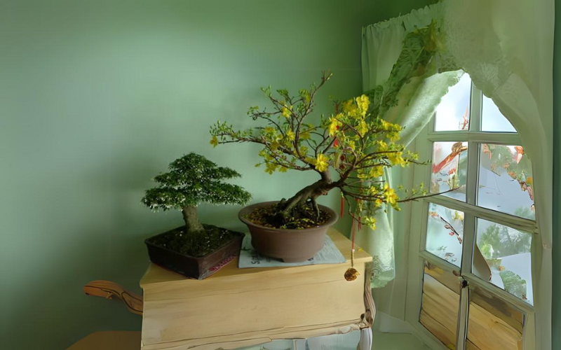 Bảng Giá Cho Thuê Mai Tết - Cho Thuê Mai Tết Trọn Gói, Không Phát Sinh Chi Phí 25 Hình ảnh Đặt cây mai ở nơi có nhiều ánh sáng mặt trời