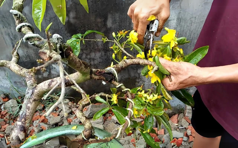 Bảng Giá Cho Thuê Mai Tết - Cho Thuê Mai Tết Trọn Gói, Không Phát Sinh Chi Phí 27 Hình ảnh Cắt tỉa cành lá mai vàng