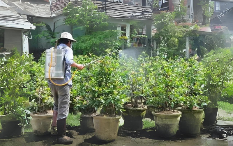 Bảng Giá Cho Thuê Mai Tết - Cho Thuê Mai Tết Trọn Gói, Không Phát Sinh Chi Phí 23 Hình ảnh Tưới nước cho cây mai vàng