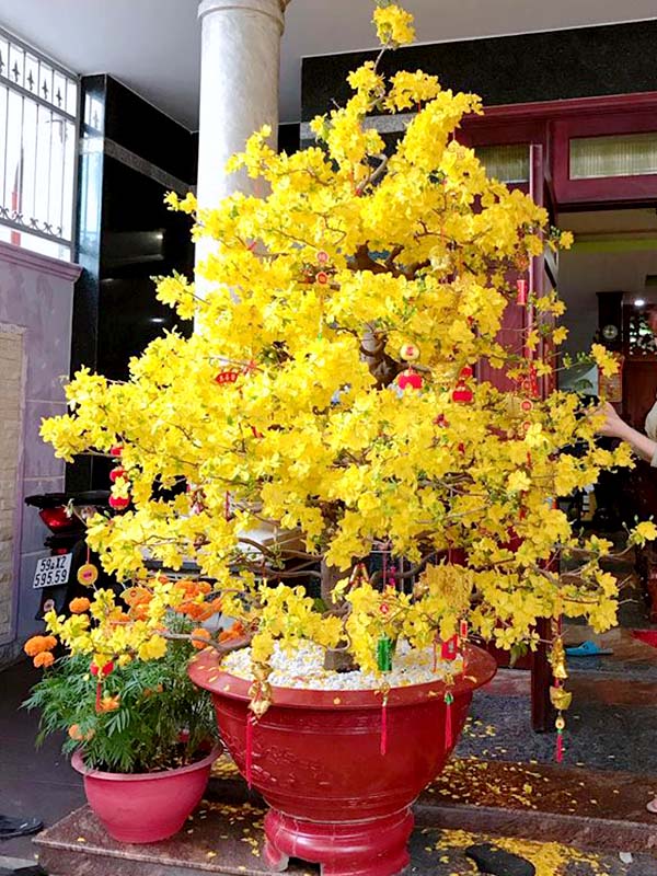 Bảng Giá Cho Thuê Mai Tết - Cho Thuê Mai Tết Trọn Gói, Không Phát Sinh Chi Phí 26 Hình ảnh Giữ cây mai ở nơi có nhiệt độ ổn định