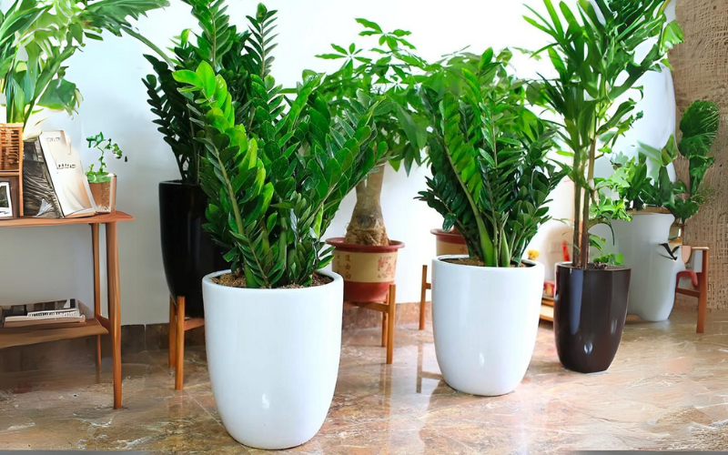 Top 5 Loài Cây Có Tên Thích Hợp Trong Việc Tặng Quà Ngày Tết 9 Cây kim tiền