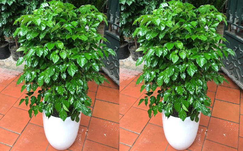 Top 5 Loài Cây Có Tên Thích Hợp Trong Việc Tặng Quà Ngày Tết 12 Cây hạnh phúc