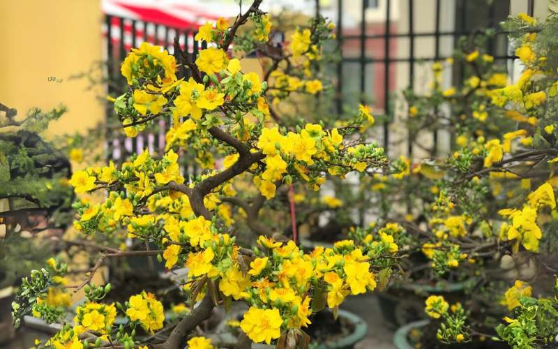 Phong tục chơi hoa ngày Tết