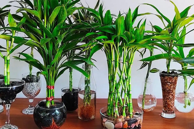 Top 5 Loài Cây Có Tên Thích Hợp Trong Việc Tặng Quà Ngày Tết 13 cay phat loc