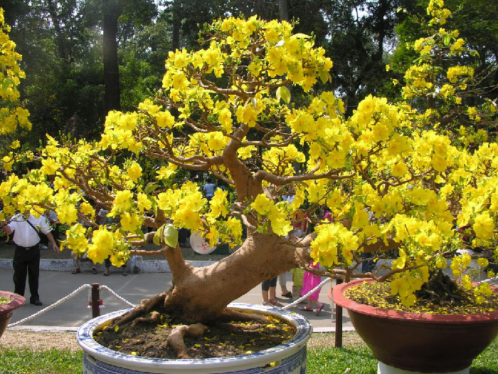 Bảng Giá Cho Thuê Mai Tết - Cho Thuê Mai Tết Trọn Gói, Không Phát Sinh Chi Phí 16 Mai vàng nở rực rỡ