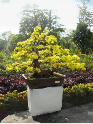 mai vàng bonsai 06