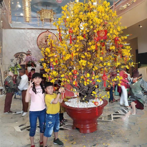 Mai Vàng Cho Thuê Gia Đình 15 Mai Vàng Cho Thuê Gia Đình