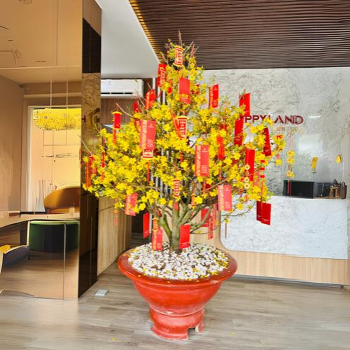 Mai Vàng Cho Thuê Phát Lộc