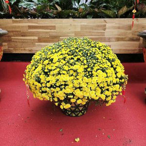 (Hỏa Tốc) chậu Cúc Mâm Xôi Vàng Đồng Vàng Chanh Trang Trí Tết Cây Thật 5 20260120 142524 1