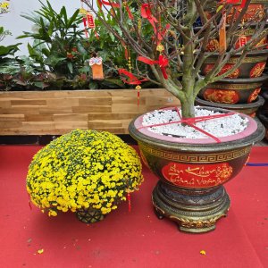 (Hỏa Tốc) chậu Cúc Mâm Xôi Vàng Đồng Vàng Chanh Trang Trí Tết Cây Thật 6 20260120 142640