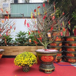(Hỏa Tốc) chậu Cúc Mâm Xôi Vàng Đồng Vàng Chanh Trang Trí Tết Cây Thật 7 20260120 142709