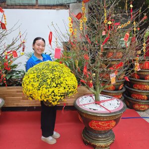 (Hỏa Tốc) chậu Cúc Mâm Xôi Vàng Đồng Vàng Chanh Trang Trí Tết Cây Thật 8 20260120 142732