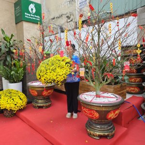 (Hỏa Tốc) chậu Cúc Mâm Xôi Vàng Đồng Vàng Chanh Trang Trí Tết Cây Thật 10 20260120 142747