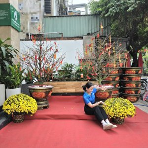 (Hỏa Tốc) chậu Cúc Mâm Xôi Vàng Đồng Vàng Chanh Trang Trí Tết Cây Thật 2 20260120 142951