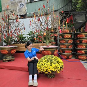 (Hỏa Tốc) chậu Cúc Mâm Xôi Vàng Đồng Vàng Chanh Trang Trí Tết Cây Thật 3 20260120 1429560