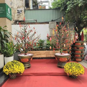 (Hỏa Tốc) chậu Cúc Mâm Xôi Vàng Đồng Vàng Chanh Trang Trí Tết Cây Thật 4 20260120 145459