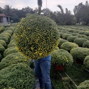 (Hỏa Tốc) chậu Cúc Mâm Xôi Vàng Đồng Vàng Chanh Trang Trí Tết Cây Thật 11 606723897 122150440208720444 1627513859431474510 n