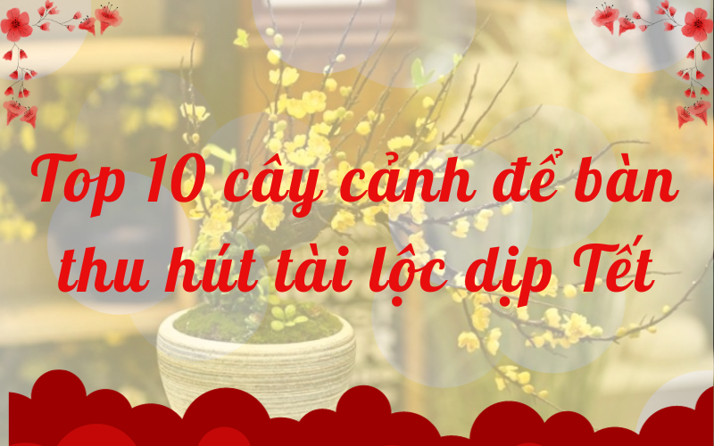 Top 10 cây cảnh để bàn thu hút tài lộc dịp Tết