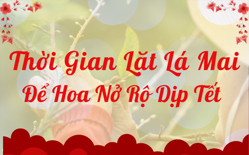Thời Gian Lặt Lá Mai Để Hoa Nở Rộ Dịp Tết