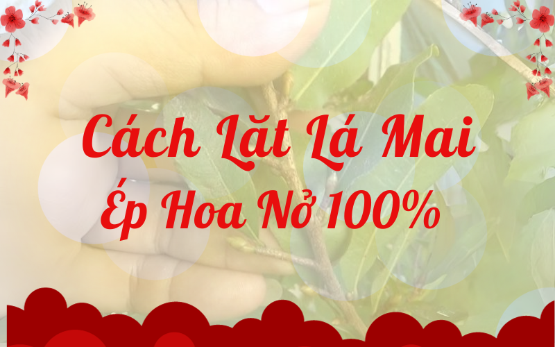 Cách Lặt Lá Mai Ép Hoa Nở 100%