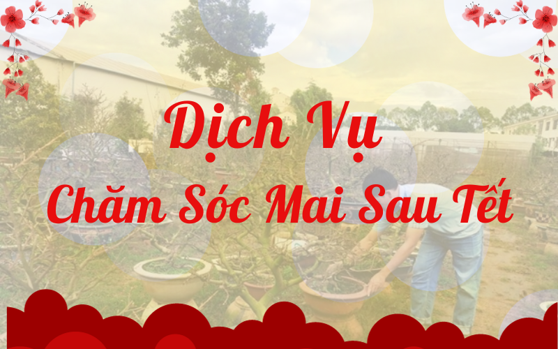 Dịch Vụ Chăm Sóc Mai Sau Tết