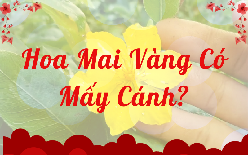 Mai vàng có mấy mấy Cánh