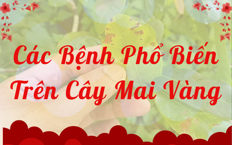 Các Bệnh Phổ Biến Trên Cây Mai Vàng