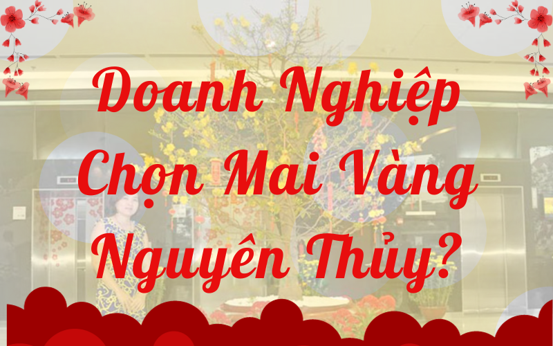 Mai vàng nguyên thủy