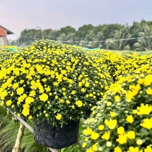 (Hỏa Tốc) chậu Cúc Mâm Xôi Vàng Đồng Vàng Chanh Trang Trí Tết Cây Thật 12 CMX1