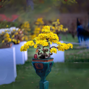 MAI VÀNG BONSAI 01