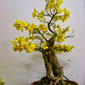 mai vàng bonsai 07