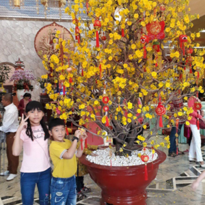 mai vang tet 10