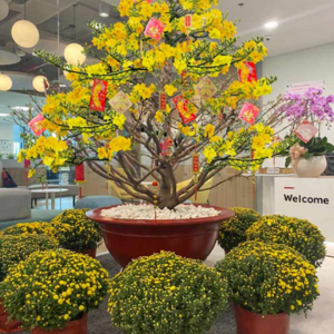 mai vang tet 8
