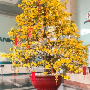 mai vang tet 9