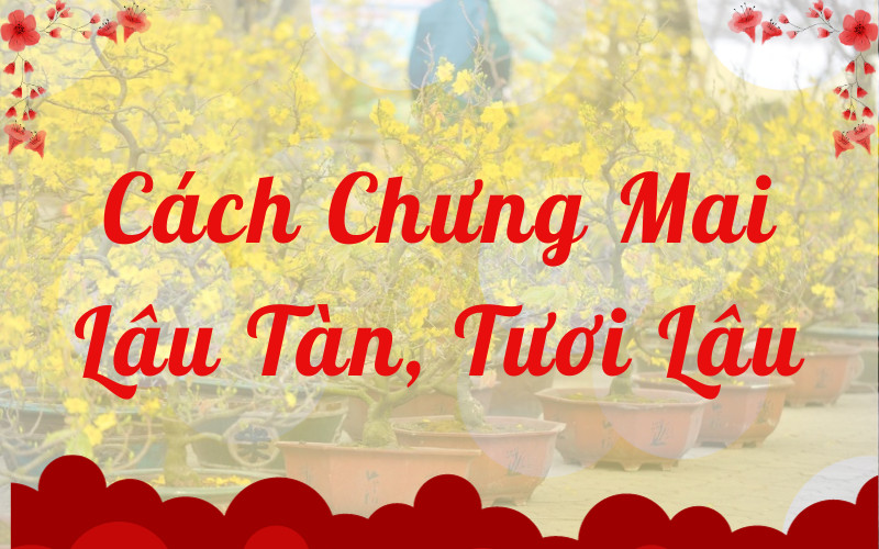 Cách Chưng Mai Lâu Tàn, Tươi Lâu, Nở Rộ Trong Dịp Tết
